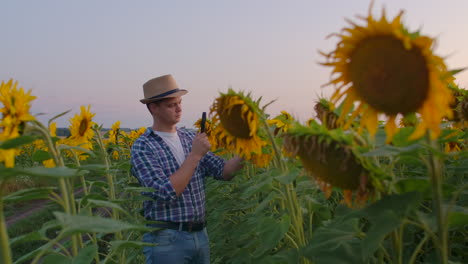 A-man-examines-a-sunflower-in-a-large-field-through-a-magnifying-glass.-This-is-a-great-summer-evening-in-nature.